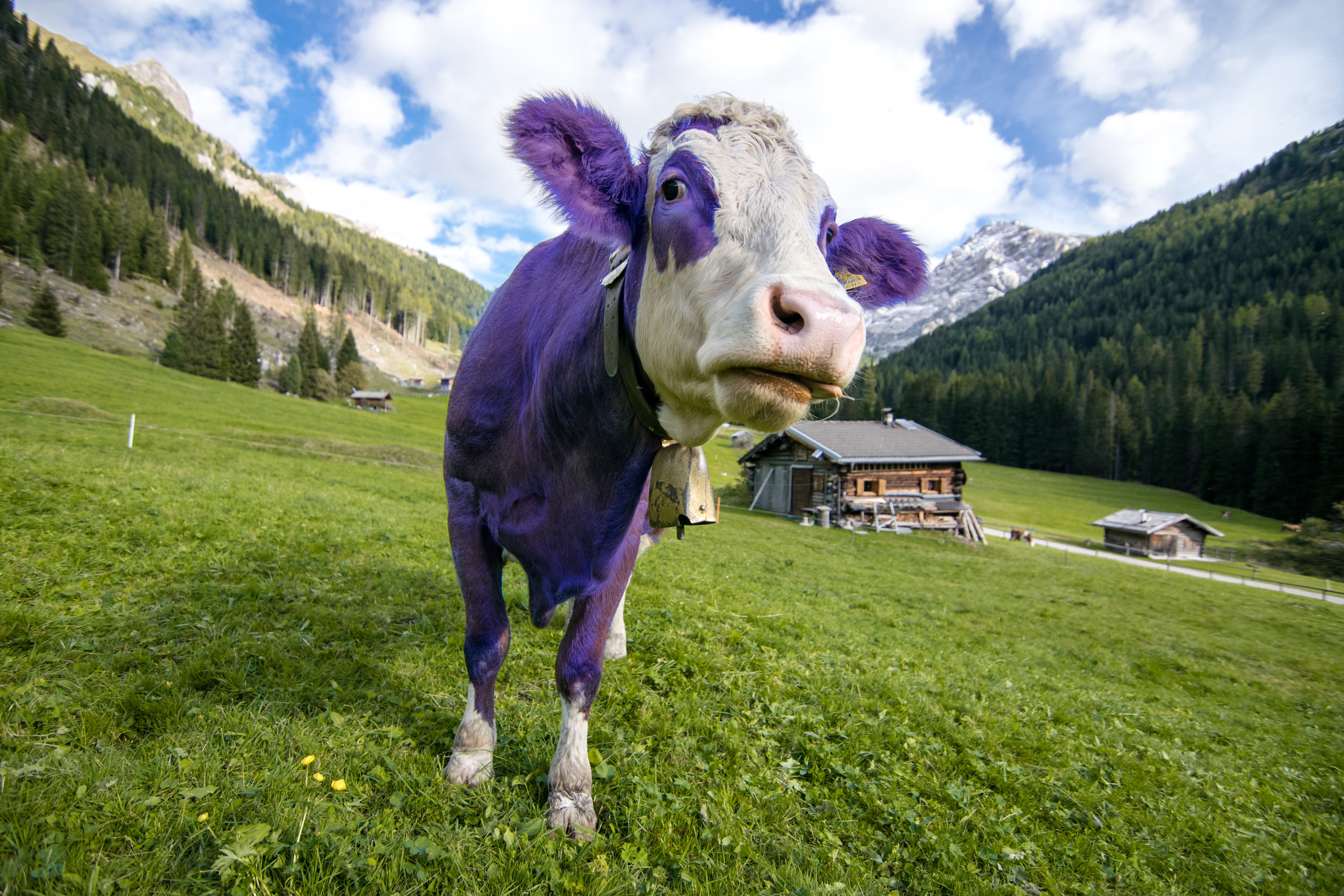 Корова в фиолетовом свете
